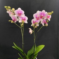Phalaenopsis Rotterdam Phalaenopsis Rotterdam