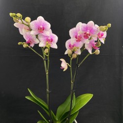 Phalaenopsis Rotterdam