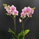 Phalaenopsis Rotterdam