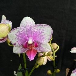 Phalaenopsis Rotterdam