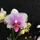 Phalaenopsis Rotterdam