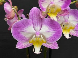 Orchid Survey