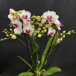Phalaenopsis Safe Haven