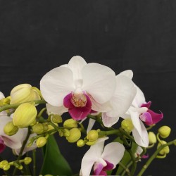 Phalaenopsis Safe Haven