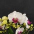 Phalaenopsis Safe Haven (Reduced)