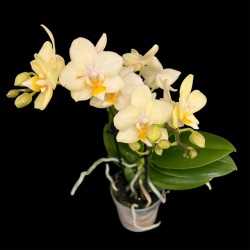 Phalaenopsis Sara