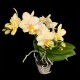 Phalaenopsis Sara