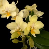 Phalaenopsis Sara