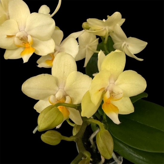 Phalaenopsis Sara