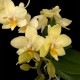 Phalaenopsis Sara