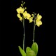 Phalaenopsis Savona