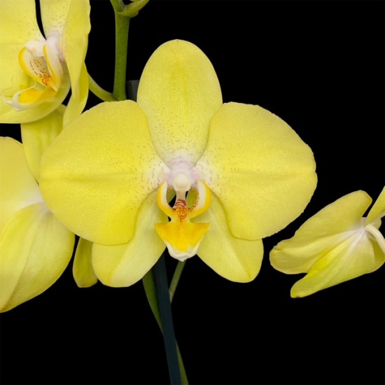 Phalaenopsis Savona