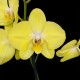 Phalaenopsis Savona