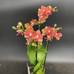 Phalaenopsis Soft Touch