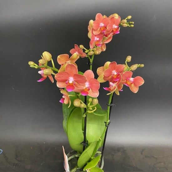 Phalaenopsis Soft Touch Phalaenopsis Soft Touch