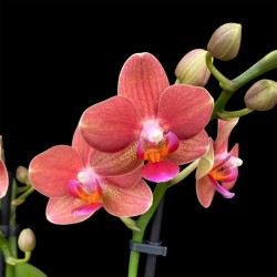 Phalaenopsis Soft Touch