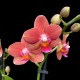 Phalaenopsis Soft Touch