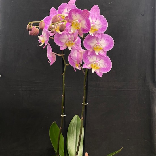 Phalaenopsis Split