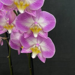 Phalaenopsis Split