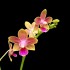 Phalaenopsis Spring