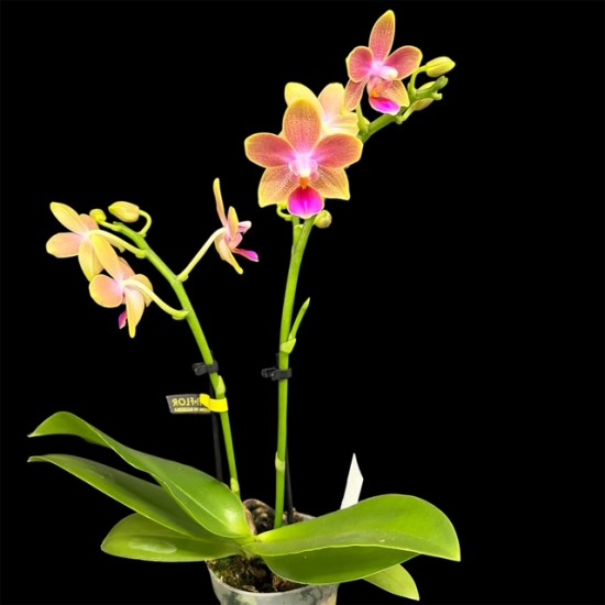 Phalaenopsis Spring