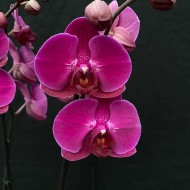 Phalaenopsis Stellenbosch