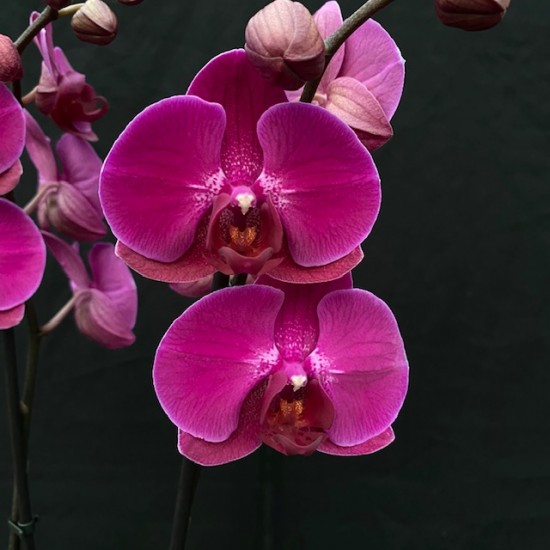 Phalaenopsis Stellenbosch