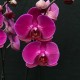 Phalaenopsis Stellenbosch