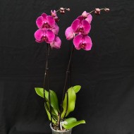 Phalaenopsis Stellenbosch