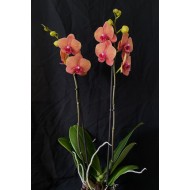Phalaenopsis Surf Song