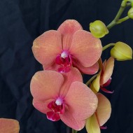 Phalaenopsis Surf Song