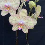 Phalaenopsis Torino
