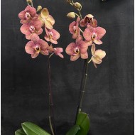 Phalaenopsis Toulon