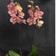 Phalaenopsis Toulon Phalaenopsis Toulon