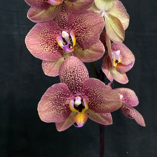Phalaenopsis Toulon Phalaenopsis Toulon