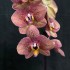 Phalaenopsis Toulon