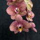 Phalaenopsis Toulon Phalaenopsis Toulon