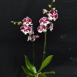 Phalaenopsis Untold Story