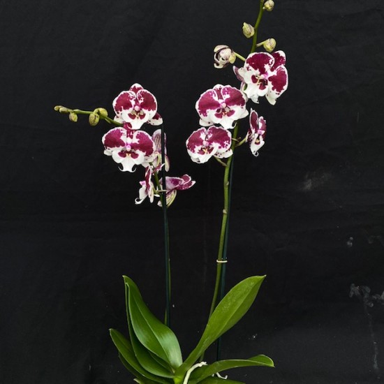 Phalaenopsis Untold Story