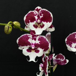 Phalaenopsis Untold Story