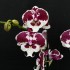 Phalaenopsis Untold Story