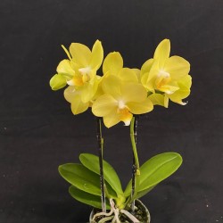 Phalaenopsis Vayenne Phalaenopsis Vayenne