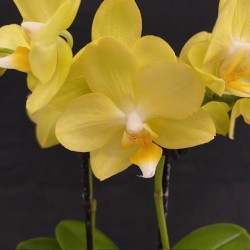 Phalaenopsis Vayenne