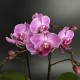 Phalaenopsis Vienna (Reduced)