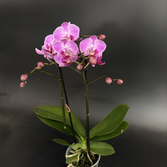 Phalaenopsis Vienna (Reduced)