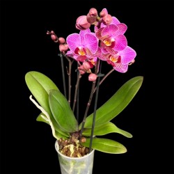 Phalaenopsis Violet