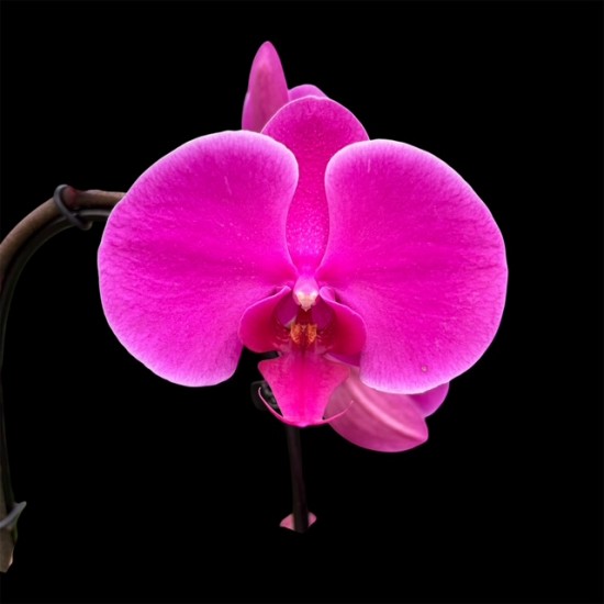 Phalaenopsis Violet Cascade
