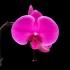 Phalaenopsis Violet Cascade