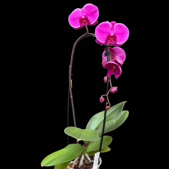 Phalaenopsis Violet Cascade