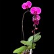 Phalaenopsis Violet Cascade